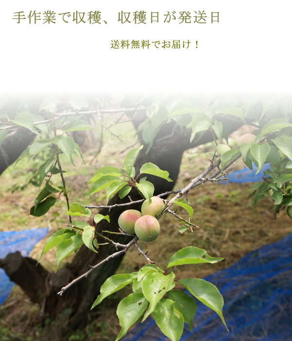 生梅、梅酒用青梅・梅ジュース用青梅、梅干し用梅、梅の通信販売深見梅店
